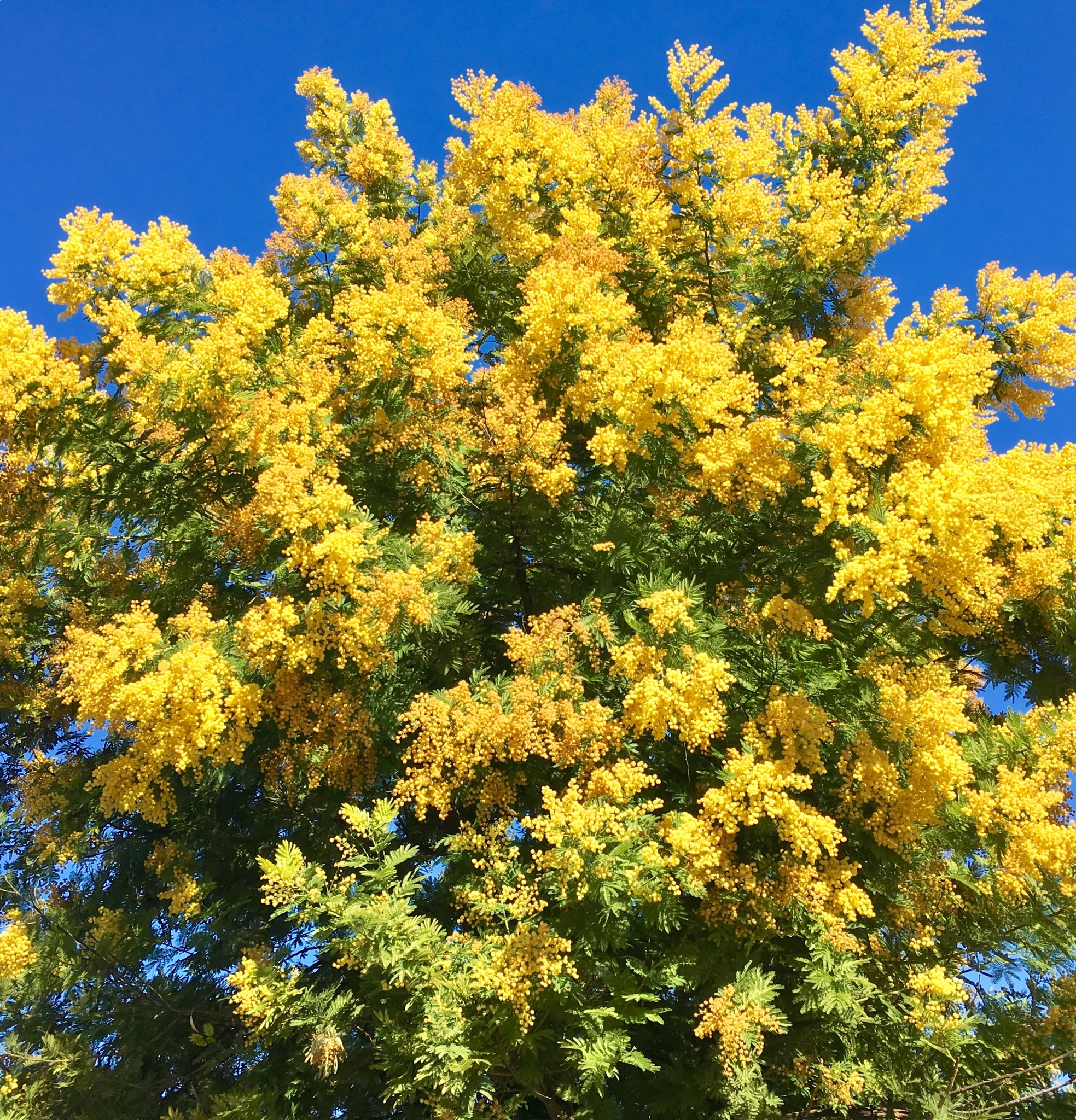 Acacia Australiana